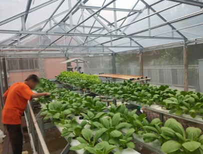 Anak Binaan Giat Bertani Pakcoy Hidroponik